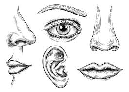 26,200+ Nose Drawing Stock Illustrations, Royalty-Free Vector Graphics &  Clip Art - iStock | Nose sketch, Nose outline, Ear