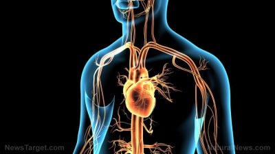 https://www.globalresearch.ca/wp-content/uploads/2023/07/Disease-Heart-Man-3D-Anatomical-Anatomy-Artery-400x225.jpg