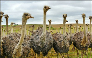 Sage Business Cases - South African Ostrich Industry: Taking Control of Its  Own Destiny